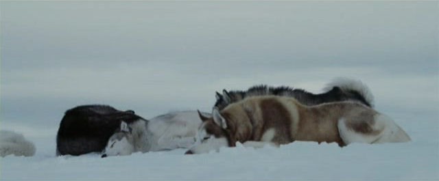 Kutup Macerası Fotoğrafı