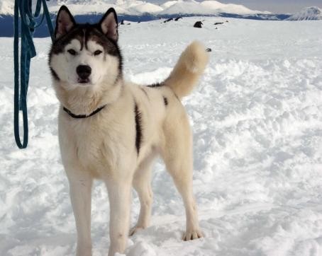 Kutup Macerası Fotoğrafı