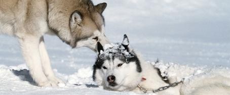 Kutup Macerası fotoğrafı