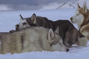 Kutup Macerası Fotoğrafı