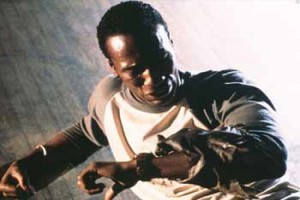 Yarasalar fotoğrafı