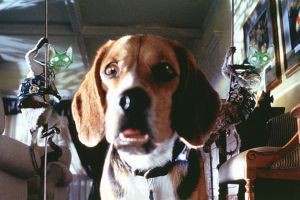 Kediler Ve Köpekler fotoğrafı