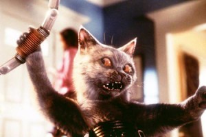 Kediler Ve Köpekler fotoğrafı