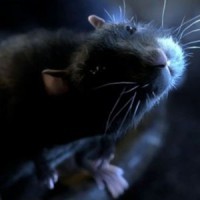 One Rat Short afişi