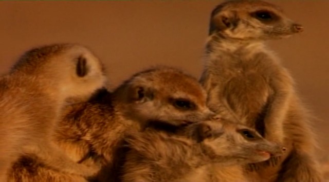 Çitalar: Kalahari'de Ölümüne Yarış fotoğrafı