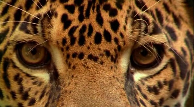 En Vahşi Avcılar: Jaguarın İzinde Fotoğrafı