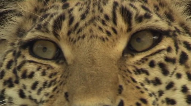 Vahşi Kedilerle Yaşam Fotoğrafı