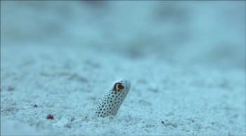 Kingdom of the Sands fotoğrafı