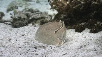 Kingdom of the Sands fotoğrafı