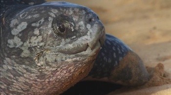 Kingdom of the Sands fotoğrafı