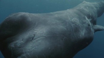 From the Land to the Sea fotoğrafı