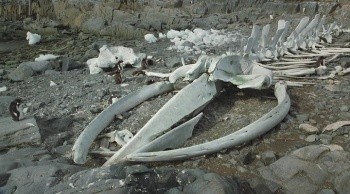 From the Land to the Sea fotoğrafı