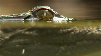 Reef to Rainforest Fotoğrafı