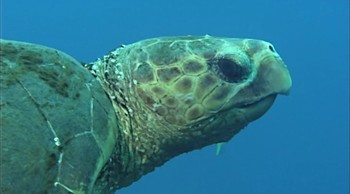 Reef to Rainforest fotoğrafı