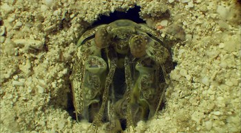 Reef to Rainforest fotoğrafı