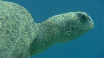 Reef and Beyond Fotoğrafı