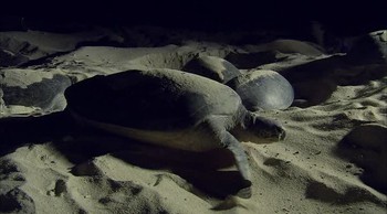 Reef and Beyond fotoğrafı