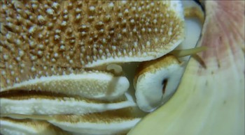 Reef and Beyond fotoğrafı