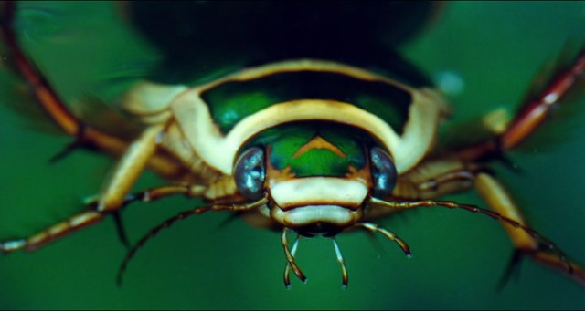 Büyülü Krallık fotoğrafı