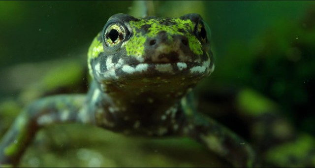 Büyülü Krallık fotoğrafı