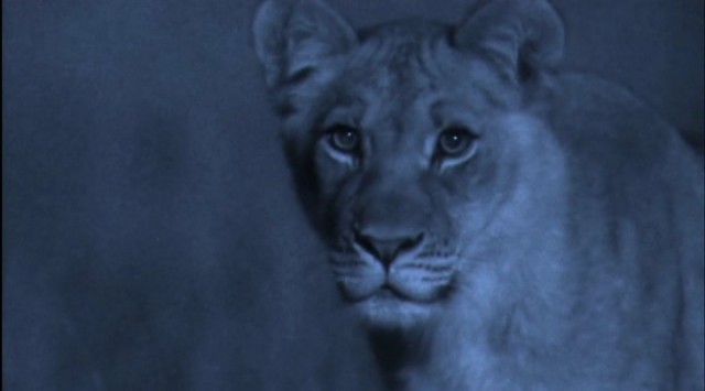 En Vahşi Avcılar: Dehşet Gecesi Fotoğrafı