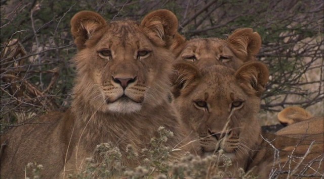 En Vahşi Avcılar: Dehşet Gecesi fotoğrafı