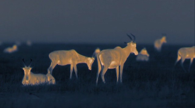 En Vahşi Avcılar: Dehşet Gecesi fotoğrafı