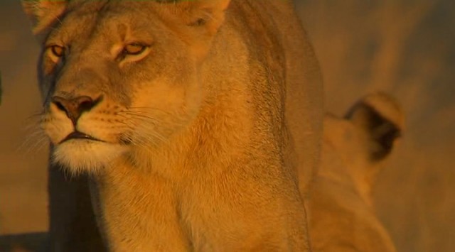Amansız Düşmanlar: Aslanlar ve Bufalolar Fotoğrafı