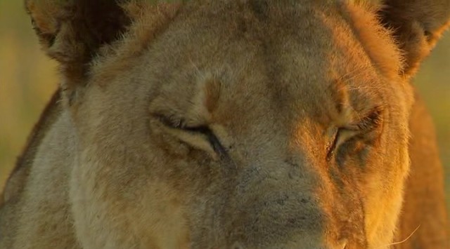Amansız Düşmanlar: Aslanlar ve Bufalolar fotoğrafı