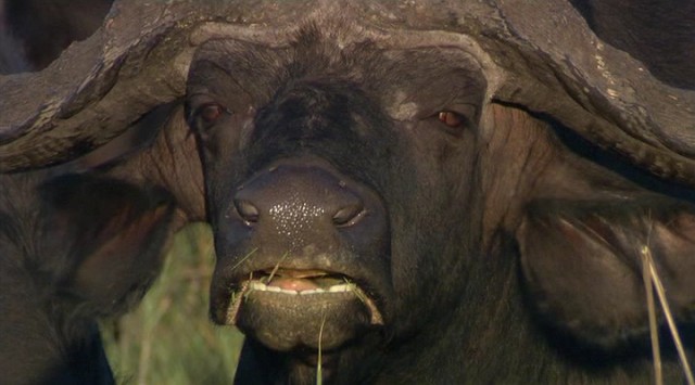 Amansız Düşmanlar: Aslanlar ve Bufalolar fotoğrafı