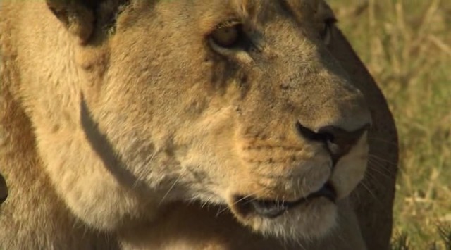 Amansız Düşmanlar: Aslanlar ve Bufalolar fotoğrafı