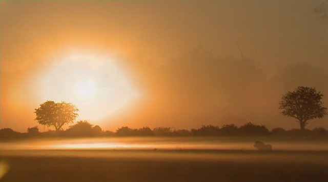Amansız Düşmanlar: Aslanlar ve Bufalolar fotoğrafı
