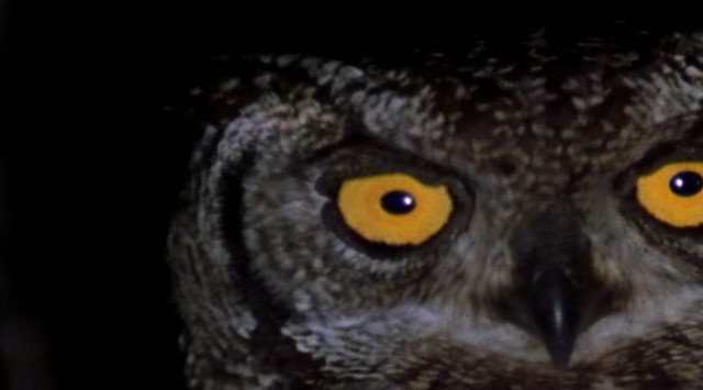 Leoparın Karanlık Dünyası fotoğrafı