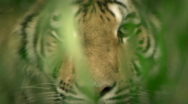 En Süper Yırtıcı fotoğrafı