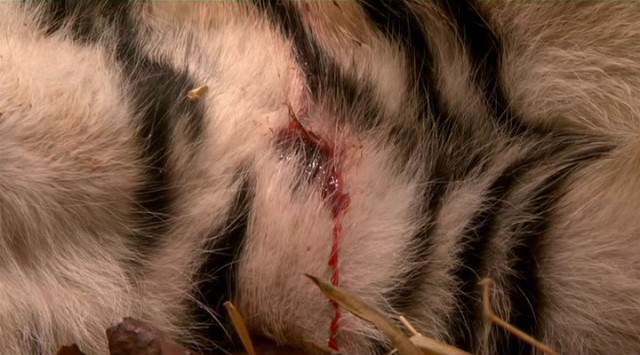 En Süper Yırtıcı fotoğrafı