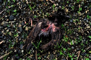 Kurt Cobain: Bir Oğul Hakkında Fotoğrafı