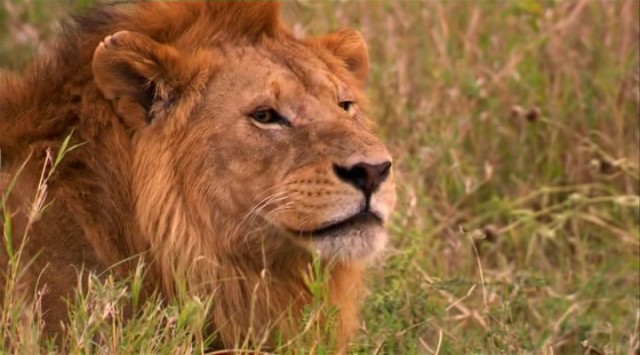 Muhteşem Sürü Fotoğrafı