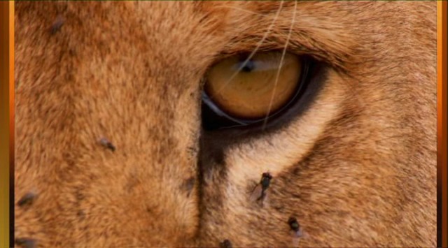 Muhteşem Sürü fotoğrafı