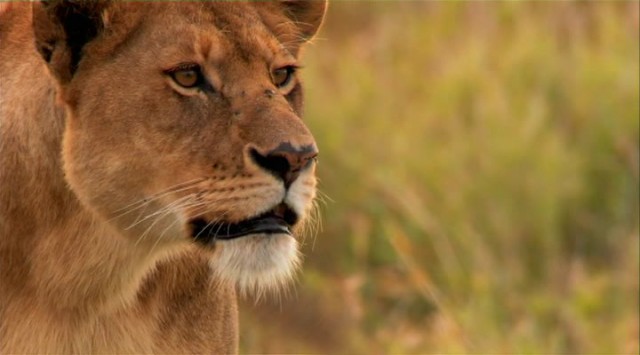 Muhteşem Sürü fotoğrafı