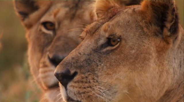 Muhteşem Sürü fotoğrafı