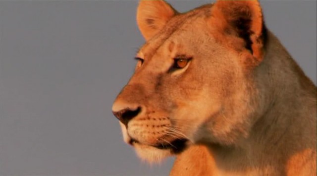 Muhteşem Sürü fotoğrafı