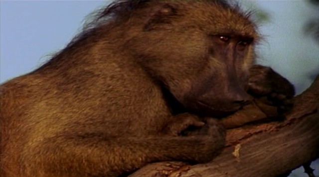 Aslanlarla Yürüyüş fotoğrafı