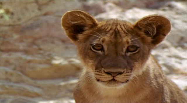 Aslanlarla Yürüyüş fotoğrafı