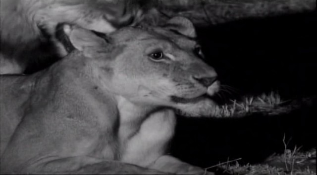 Aslanlarla Yürüyüş fotoğrafı