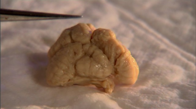 Çekiçbaşlı Köpekbalığının Gizemi fotoğrafı