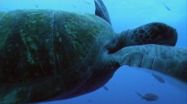 Çekiçbaşlı Köpekbalığının Gizemi fotoğrafı