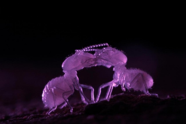 İşgal Altında fotoğrafı