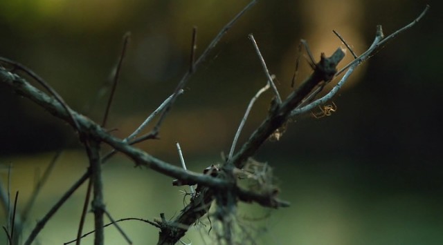 Jessabelle Fotoğrafı