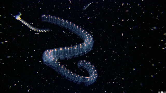 Cosmos: Bir Uzay Serüveni Fotoğrafı