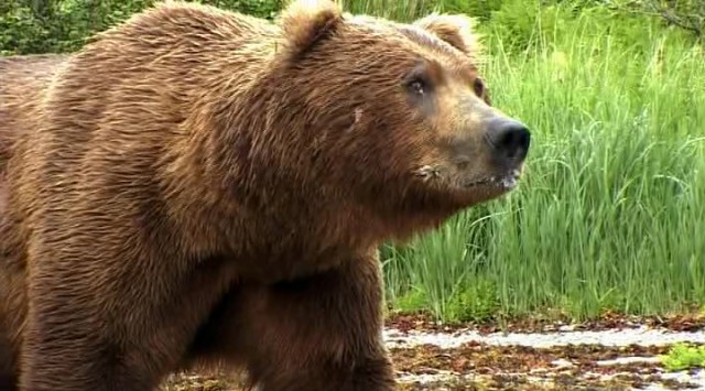 Ayılar ve Ormandaki Casus fotoğrafı
